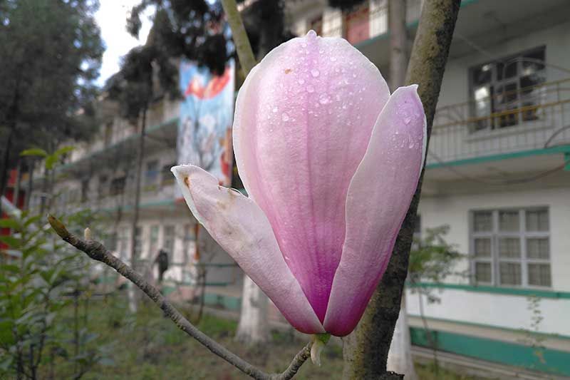 羞嗒嗒的玉兰花静